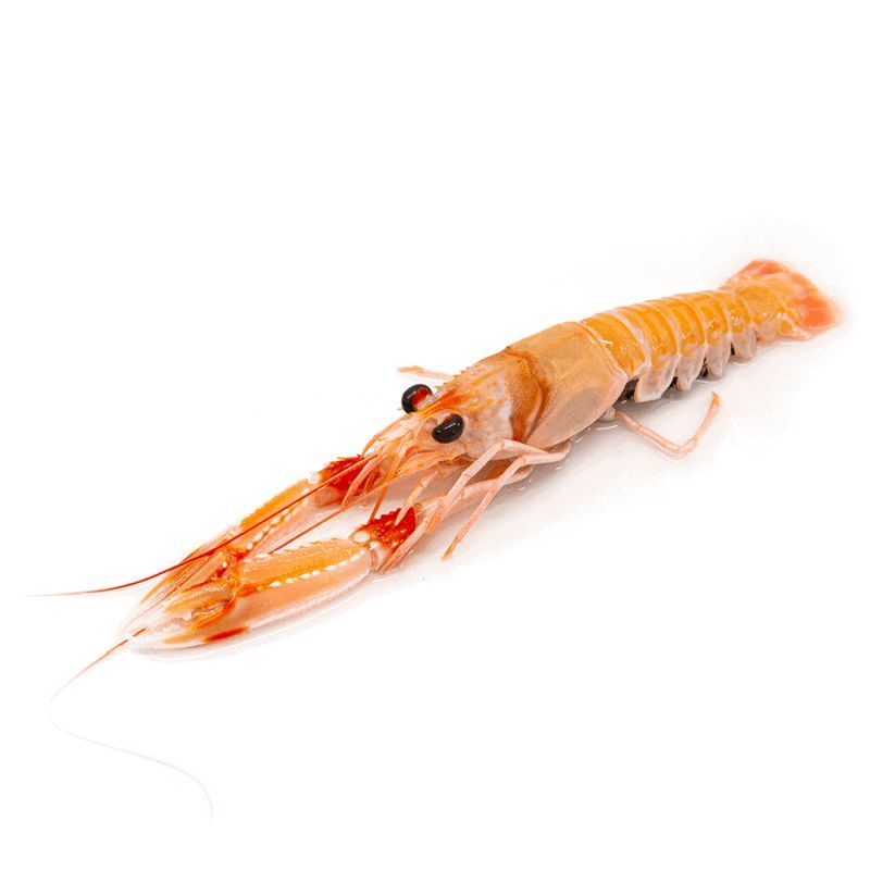 Scampi I