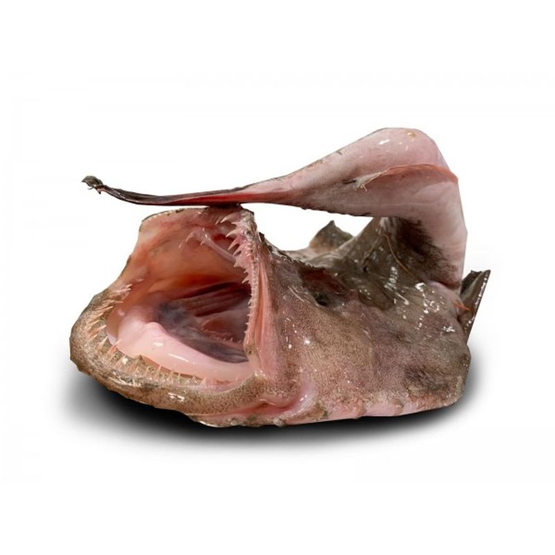 Rospi Grandi